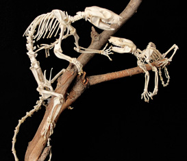 Comparative Anatomy Collection