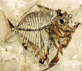 Geological Collection "Giovanni Capellini Museum"