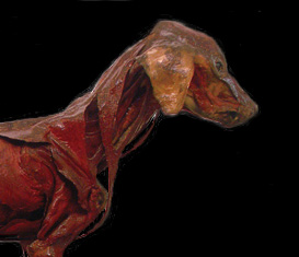 Domestic Animal Anatomy Collection