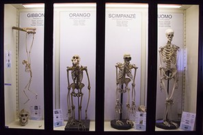 scheletri scimmie uomo