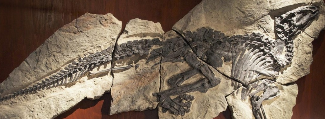 Copy of the fossil of the dinosaur Tethyshadros insularis
