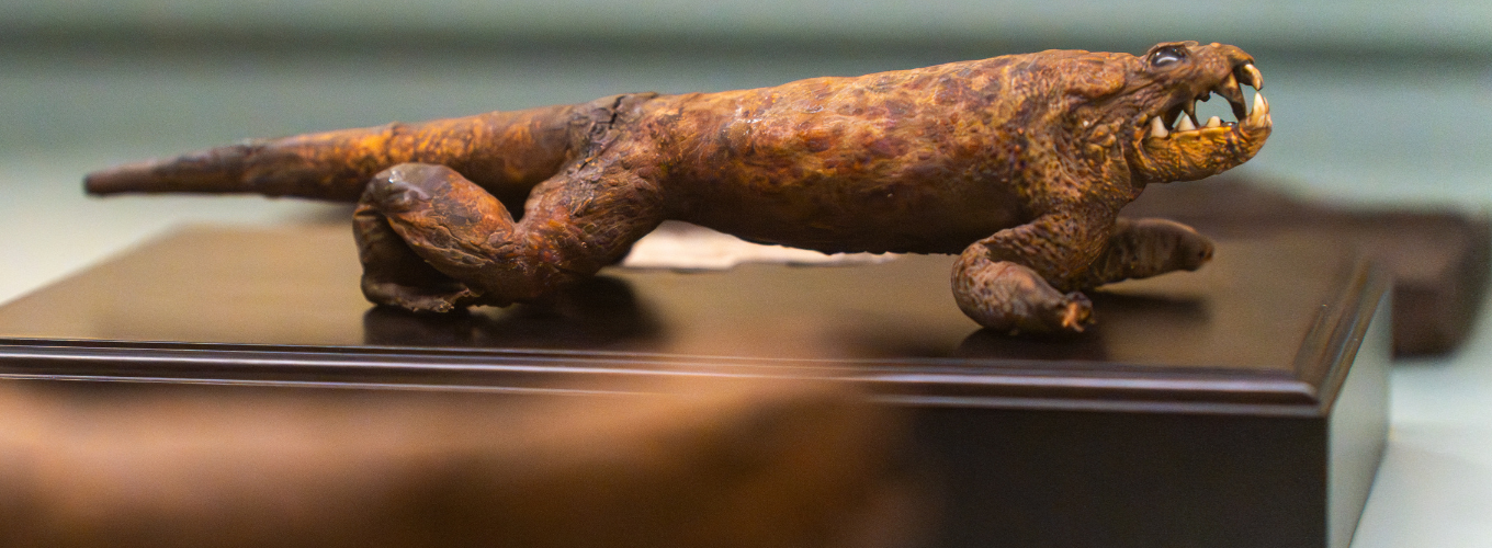 Esemplare di Rospo mostrificato su base di legno