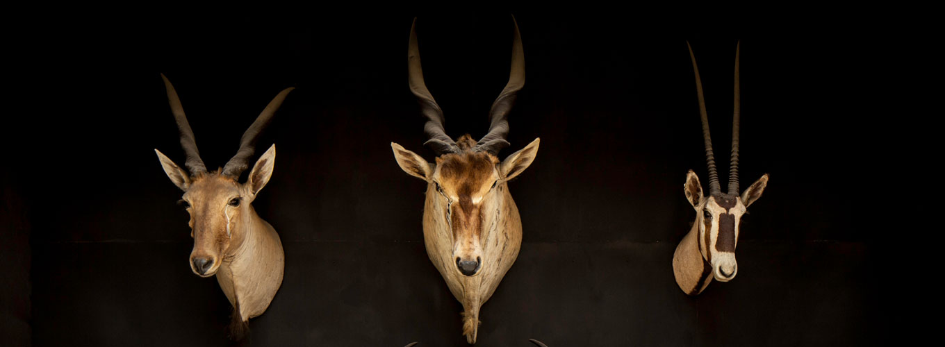 Trofei di caccia alla Collezione di Zoologia