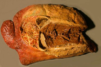 Bull (Bos taurus L.). Contagious pleuropneumonia