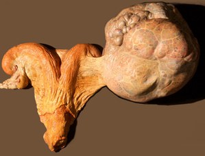 Bull (Bos taurus L.). Ovarian cyst