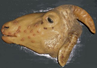 Head of a sheep (Ovis aries L.). Smallpox