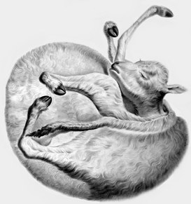C. Bettini, Bos taurus. Monster veal. Schistocormus fissistemalis, 1839