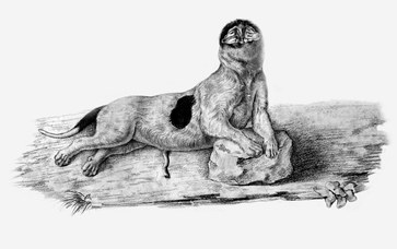 C. Bettini, Canis familiaris. Monstrous Bracco (dog), baby death. Perocephalus aprosopus, 1833
