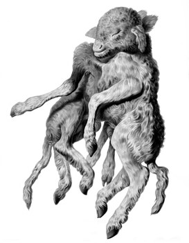 C. Bettini, Ovis aries. Monstrous lamb. Octopus agnus, 1853