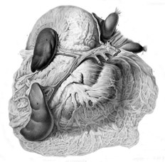 C. Bettini, Sus scropha (domestic pig). Double spleen, 1839