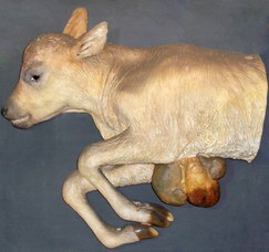 Bos taurus L. (cattle). Schistocormus fissisternalis