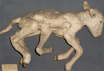 Ovis aries L. (sheep). Merocryptodidymus gastromeles