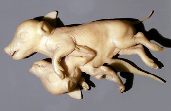 Sus scropha dom L. (domestic pig). Heterodidymus heteropagus