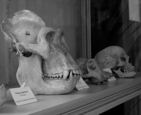 Comparing the human skull with other primates' skull