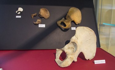 Development phases of the hip bone