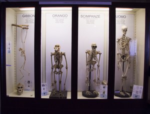 Primate skeletons