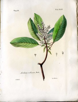 Florula Guatimalensis: Arbutus rubescens