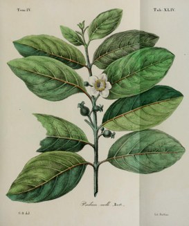Florula guatimalensis: Psidium molle