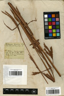 Hortus Siccus Exoticus: Andropogon ternarium from Alabama