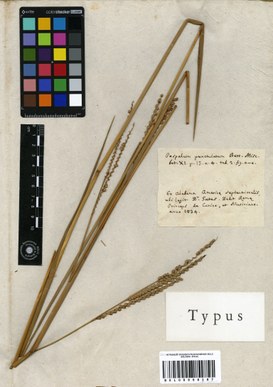 Hortus Siccus Exoticus: Paspalum punctulatum from Alabama