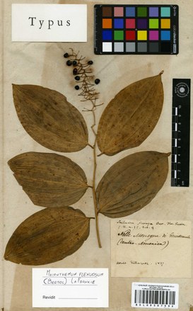 Florula Guatimalensis: Smilacina flexuosa