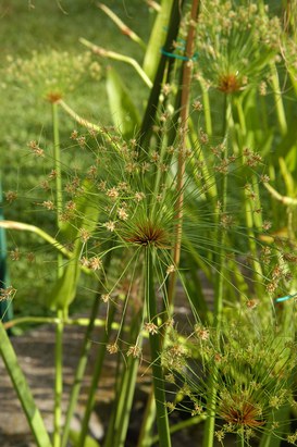 Cyperus papyrus L. - Papyrus sedge