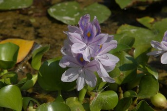 Eichhornia crassipes (Mart.) Solms - Water hyacinth