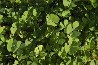Marsilea quadrifolia L. - Water shamrock