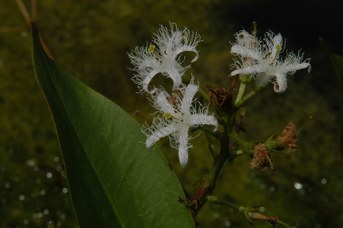 Menianthes trifoliata L. - Bogbean