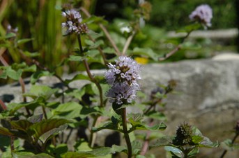 Mentha aquatica L. - Water mint