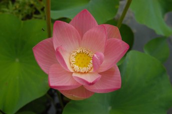 Nelumbo nucifera Gaertner - Sacred lotus