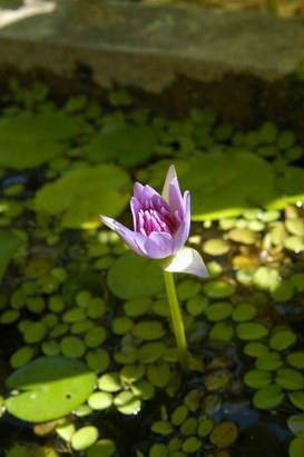 Nymphaea caerulea Savigny - Blue lotus
