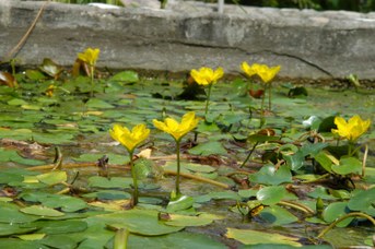 Nymphoides peltata (Gmelin) Kuntze - Fringed water-lily