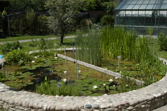 The artificial pond with European aquatic plants