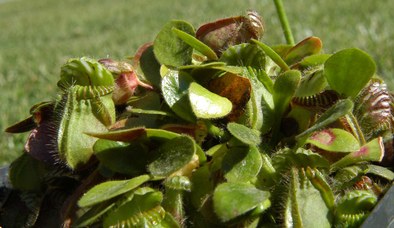 Cephalotus follicularis Labill. - West Australian pitcher plant