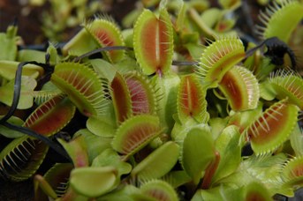 Dionaea muscipula J. Ellis - Venus flytrap