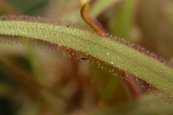 Drosera adelae F. Muell. - Adelaide sundew