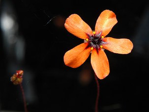 Drosera callistos N.G. Marchant & Lowrie