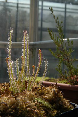 Drosera filiformis Raf. - Thread-leaved sundew