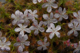 Drosera scorpioides Planch. - Shaggy sundew