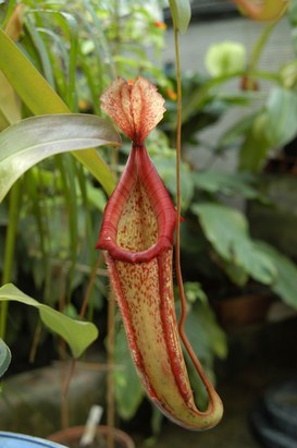 Nepenthes × mixta H.J. Veitch - Tropical pitcher plant