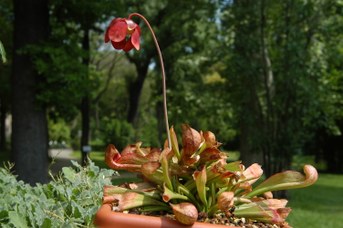 Sarracenia psittacina Michx. - Parrot pitcher plant