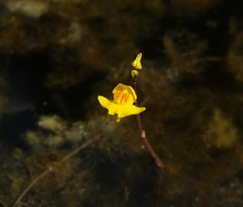 Utricularia vulgaris L. - Common bladderwort