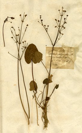 Alisma parnassifolia