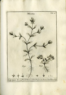 One of the engraved plates in Gaetano Monti’s work