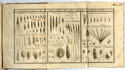 One of the engraved plates of “Catalogi stirpium agri bononiensis prodromus”.