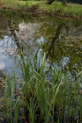 Carex fusca All. - Black sedge