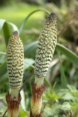 Equisetum telmateja Ehrh. - Great horsetail