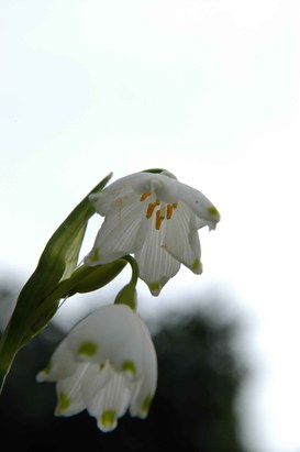 Leucojum aestivum L. - Summer snowflake