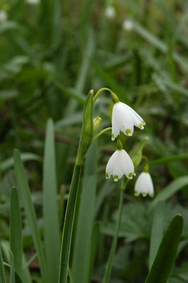 Leucojum aestivum L. - Summer snowflake